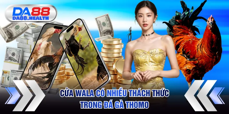 Cửa Wala có nhiều thách thức trong đá gà Thomo